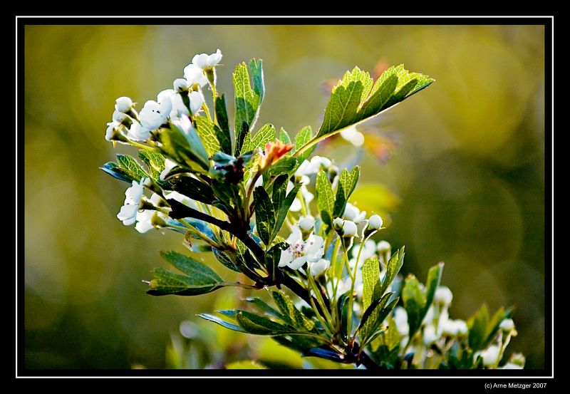Stiftungsland Schäferhaus